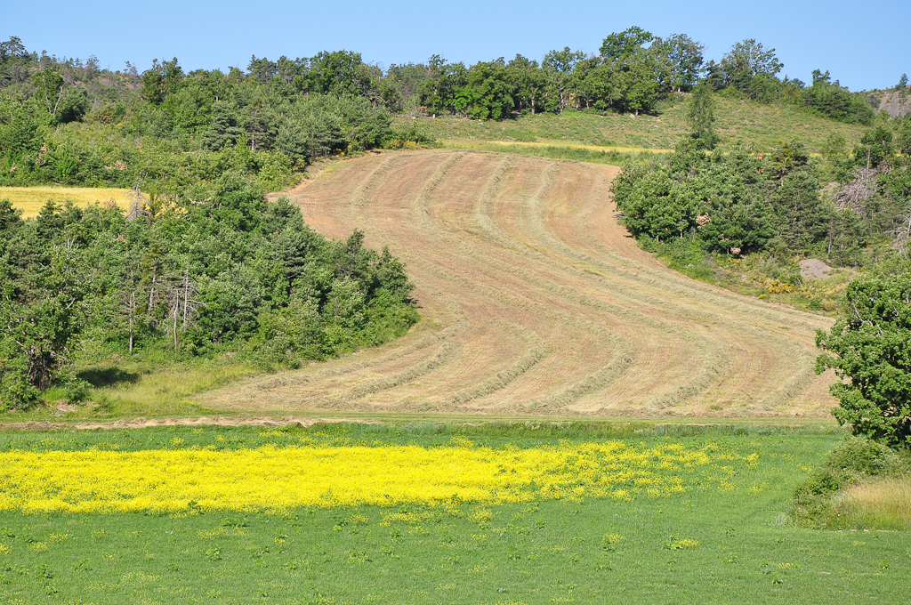 Ozelenjeno in ogozdeno zemljišče