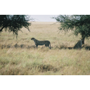 13_1_3-1h.jpg<>... na safariju