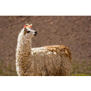 12_Lama.jpg<>Lama