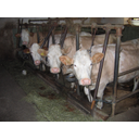 71_krave1.jpg<>Kmetijstvo - hlevska živinoreja