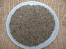 Španski janež