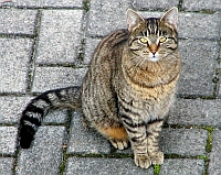 Mucek
