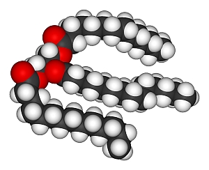 Model triglicerida 