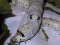 Sviloprejka