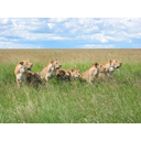 lion-pack.jpg<>