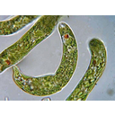 0301_evglena.jpg<>Evglena je protist, živi v stoječih celinskih vodah. 
