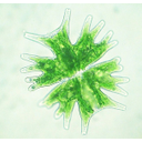 0305_desmidales.jpg<>Enocelična alga iz skupine lepotk (100-kratna povečava).