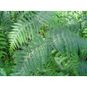 0305_praprot_pteridium_aquilinum.jpg<>Predstavnik praprotnic: orlova praprot