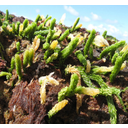0305_zelena_alga_caulerpa_obala.jpg<>Zelena alga kaulerpa na obali v času oseke.
