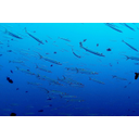 0318_ocean_palau.jpg<>Na širnih oceanih je le malo proizvajalcev, večinoma so to majhne alge. Prevladujejo različne vrste rib, ki med iskanjem hrane preplavajo velike razdalje. 
