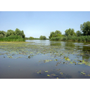 0318_reka_volga_delta.jpg<>V rekah uspevajo številne vrste rastlin, predvsem alge in na vodno okolje prilagojene brstnice. Najopaznejše živalske vrste rek so ribe, veliko je žuželk, zlasti njihovih ličink.