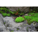 0313_mahovi_2.jpg<>Mahovi
