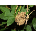0316_arobacterium_tumefaciens.jpg<>Bakterija <i>Agrobacterium tumefaciens</i> povzroča tumorje (na sliki tumor na forziciji).