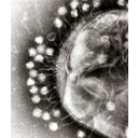 0316_virus.jpg<>Virusi lahko, kot ti na sliki, napadejo bakterijsko celico. Virusi so še veliko manjši od bakterij in merijo približno 0,1 mikrometra. Virusi so tako zelo preprosto zgrajeni, da izven gostitelja ne kažejo znakov živega, zato jih ne uvrščamo med živa bitja.