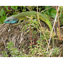 0305_zelenec.jpg<>Zelenec je naš največji kuščar.