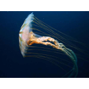 0306_meduza.jpg<>Ožigalkar meduza prosto plava v morju. Njeno telo je iz kar 95 % vode (človeško telo vsebuje približno 65 % vode).