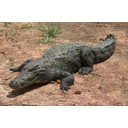 0306_nilski_krokodil.jpg<>Nilski krokodil lahko zraste tudi do 5 metrov in je ena največjih vrst krokodilov.