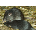 0306_podgana.jpg<>Podgane so najbolj razširjeni sesalci. 