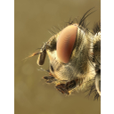 0311_cutila_oko_muha_2.jpg<>Sestavljeno oko oko muhe sestoji iz stotin posameznih očesc, ki skupaj sestavijo sliko kot velik mozaik manjših slik.