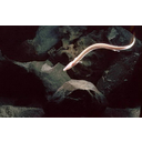 0322_cloveska_ribica.jpg<>Močeril ali človeška ribica.