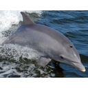 DELFIN.jpg<>Delfin živi v vodi, vendar diha s pljuči. 