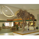 592px-Columbian_Mammoth.jpg<>Okostje mamuta