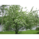 640px-Apple_tree_in_a_garden.JPG<>Jablana