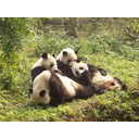 druzina_pand.jpg<>Panda z mladiči