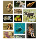524px-Kingdom_of_animals.png<>Živali