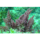 640px-Red_algae.jpg<>Rdeče alge