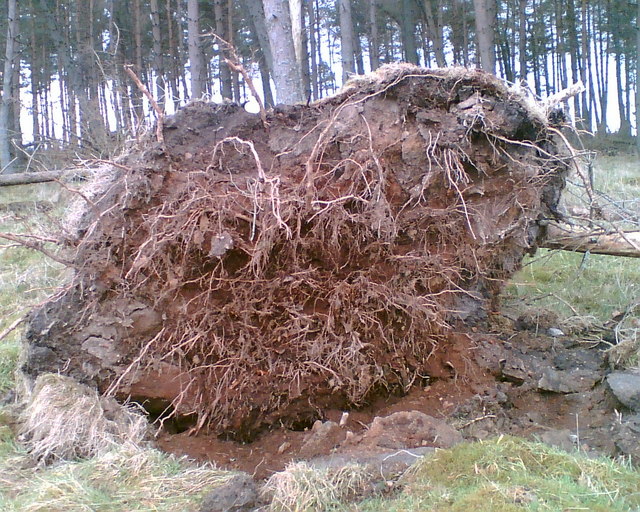 Kraljestvo rastlin