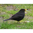 Kos_Turdus_merulaRB.jpg<>Kos