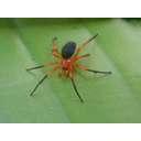 Red_&_Black_Spider_Chatswood_West.JPG<>
