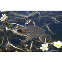 columbia-spotted-frog-rana-luteiventris_w725_h484.jpg<>