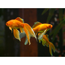 veiltail-11454_640.jpg<>