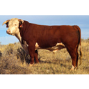 bik_Hereford_bull_large.jpg<>Bik pasme hereford