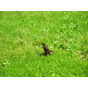 640px-Black_bird_on_grass.JPG<>Ptica, trava - žival in rastlina