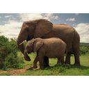640px-Two_Elephants_in_Addo_Elephant_National_Park.jpg<>Slon - največja kopenska žival