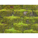 Moss_on_wall.jpg<>Mah - kopenska rastlina, ki potrebuje veliko vlage