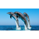 delfini.jpg<>Delfini