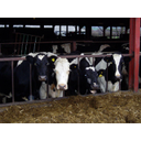 Beef_cattle_at_Glan_Aber_Farm_-_geograph.org.uk_-_292176.jpg<>Goveja farma