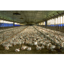 Florida_chicken_house.jpg<>Piščančja farma
